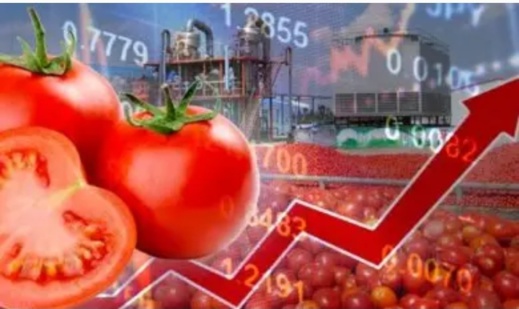 درجات الحرارة تدفع المهنيين لرفع سعر الطماطم بدرهمين لكل كيلوغرام درجات الحرارة تدفع المهنيين لرفع سعر الطماطم بدرهمين لكل كيلوغرام