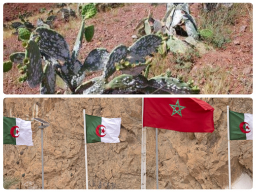 بعد حرائق الغابات.. الجزائر تتهم المغرب بدفع الحشرة القرمزية لغزو ترابها بعد حرائق الغابات.. الجزائر تتهم المغرب بدفع الحشرة القرمزية لغزو ترابها