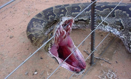 الصورة من الأرشيف الصورة من الأرشيف