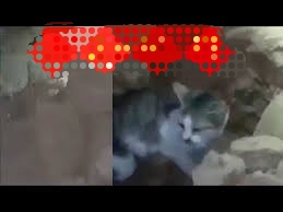 زلزال الحوز.. فيديو لشاب يخاطر بحياته لإنقاذ قطة يجلب إشادات المشاهدين زلزال الحوز.. فيديو لشاب يخاطر بحياته لإنقاذ قطة يجلب إشادات المشاهدين
