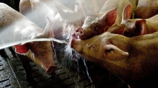 إعدام ما يناهز 34 ألف خنزير حوفا من حمى إفريقية إعدام ما يناهز 34 ألف خنزير حوفا من حمى إفريقية