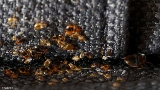 "البق الفرنسي" يصل إلى المغرب عبر باخرة والسلطات تفعل نظام اليقظة الصحية "البق الفرنسي" يصل إلى المغرب عبر باخرة والسلطات تفعل نظام اليقظة الصحية