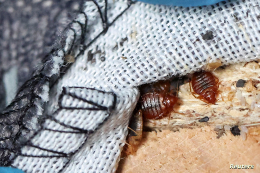 بعد وصول البق الفرنسي.. المغرب يشدد إجراءات المراقبة الصحية على الحدود بعد وصول البق الفرنسي.. المغرب يشدد إجراءات المراقبة الصحية على الحدود