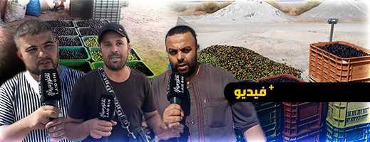 انطلاق موسم الزيتون بالناظور وشهادات جماعية على جودة منتوج بوعرك وأركمان