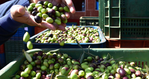 الحكومة تخضع تصدير الزيتون للترخيص المسبق الحكومة تخضع تصدير الزيتون للترخيص المسبق