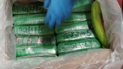 اكتشاف ما يفوق 7 أطنان من الكوكايين داخل شحنة موز كانت قادمة نحو روتردام اكتشاف ما يفوق 7 أطنان من الكوكايين داخل شحنة موز كانت قادمة نحو روتردام