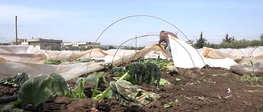 العاصفة الرملية التي ضربت المغرب دمرت الضيعات الفلاحية العاصفة الرملية التي ضربت المغرب دمرت الضيعات الفلاحية
