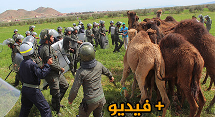 غريب.. موقعة الجمل والمواشي بتيزطوطين