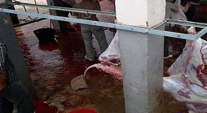 صور مقززة توضح غياب أدنى شروط الصحة والسلامة بمجزرة سوق أربعاء تازغين صور مقززة توضح غياب أدنى شروط الصحة والسلامة بمجزرة سوق أربعاء تازغين