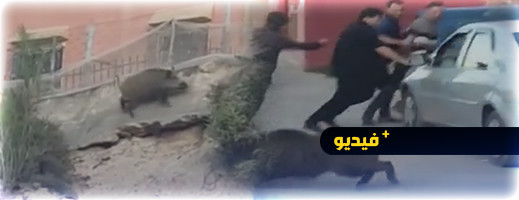 خنزير يقتحم مدينة مغربية مخلفا إصابات بليغة بين مواطنين خنزير يقتحم مدينة مغربية مخلفا إصابات بليغة بين مواطنين