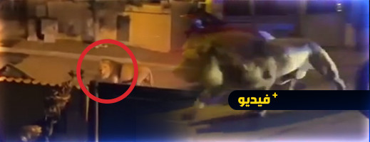 ألزم السكان منازلهم لساعات.. أسد يهرب من السيرك ويستنفر الشرطة بهذه المدينة الأوروبية ألزم السكان منازلهم لساعات.. أسد يهرب من السيرك ويستنفر الشرطة بهذه المدينة الأوروبية