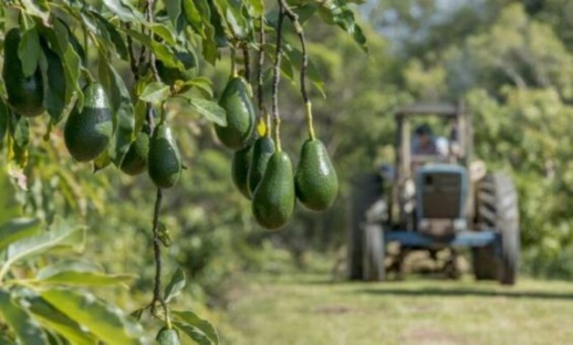 هذا سبب انخفاض ثمن الأفوكادو في الأسواق هذا سبب انخفاض ثمن الأفوكادو في الأسواق