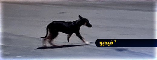 وحوش بشرية تبتر رجل كلب لاستخدامه في أعمال شعوذة وحوش بشرية تبتر رجل كلب لاستخدامه في أعمال شعوذة