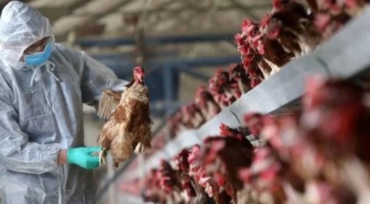مطالب ملحة لاتخاذ إجراءات مشددة لمنع دخول انفلونزا الطيور الداجنة للتراب الوطني مطالب ملحة لاتخاذ إجراءات مشددة لمنع دخول انفلونزا الطيور الداجنة للتراب الوطني