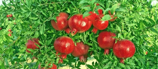 المفوضية الأوروبية تعترض كمية من الرمان المغربي لاحتوائها على حشرة المفوضية الأوروبية تعترض كمية من الرمان المغربي لاحتوائها على حشرة