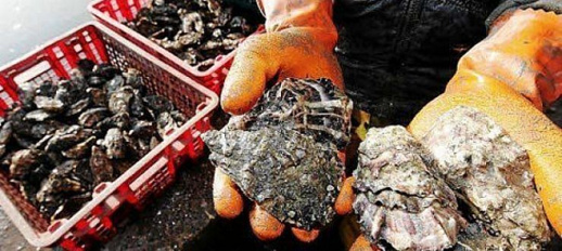 الحكومة ترفع الحظر عن جمع وتسويق الصدفيات بالناظور الحكومة ترفع الحظر عن جمع وتسويق الصدفيات بالناظور