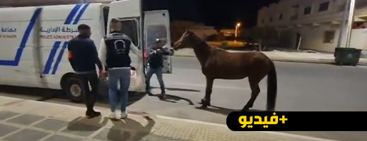 الشرطة الإدارية بالناظور تحتجز بغلة تائهة بسبب افسادها للمناطق الخضراء  الشرطة الإدارية بالناظور تحتجز بغلة تائهة بسبب افسادها للمناطق الخضراء