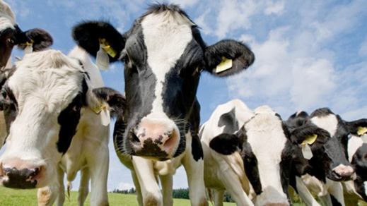 ألمانيا تتراجع عن اعتراضها و توافق على نقل 105 رأس من الأبقار إلى المغرب ألمانيا تتراجع عن اعتراضها و توافق على نقل 105 رأس من الأبقار إلى المغرب