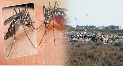انتشار البعوض في قرية أركمان... والجهات المعنية لا تحرك ساكنا انتشار البعوض في قرية أركمان... والجهات المعنية لا تحرك ساكنا