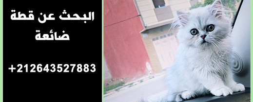 إعلان.. البحث عن قطة ضائعة اختفت بشارع الجيش الملكي إعلان.. البحث عن قطة ضائعة اختفت بشارع الجيش الملكي