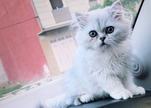 إعلان.. البحث عن قطة ضائعة اختفت بشارع الجيش الملكي إعلان.. البحث عن قطة ضائعة اختفت بشارع الجيش الملكي