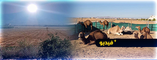 الجفاف يرخي بظلاله على الأراضي والضيعات الفلاحية بتزطوطين الجفاف يرخي بظلاله على الأراضي والضيعات الفلاحية بتزطوطين