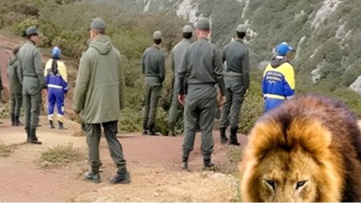 للمرة الثانية.. الإبلاغ عن "هجوم جديد لأسد" يدعو للاستنفار وتمشيط الغابات للمرة الثانية.. الإبلاغ عن "هجوم جديد لأسد" يدعو للاستنفار وتمشيط الغابات