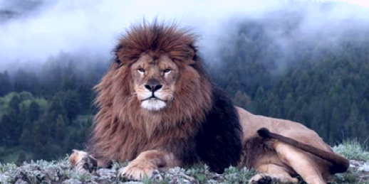 بلاغ رسمي حول "هجمات الأسد" بغابات الأطلس بلاغ رسمي حول "هجمات الأسد" بغابات الأطلس