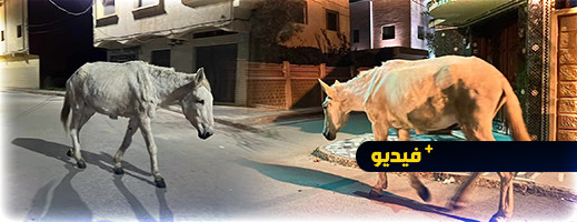 ظاهرة التخلي عن الدواب تستفحل بالناظور.. والسلطات مطالبة بالتدخل ظاهرة التخلي عن الدواب تستفحل بالناظور.. والسلطات مطالبة بالتدخل