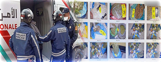 العروي: اعتقال شخص يتاجر بمخدر الكيف مع حجز كميات كبيرة من النبات العروي: اعتقال شخص يتاجر بمخدر الكيف مع حجز كميات كبيرة من النبات