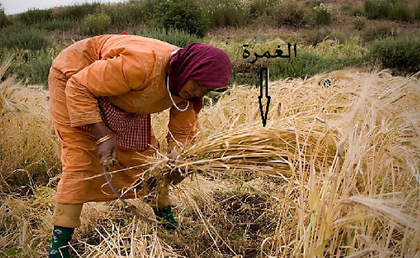 موسم الحصاد بقرية لعسارة.. خصوصيات محلية بارزة موسم الحصاد بقرية لعسارة.. خصوصيات محلية بارزة