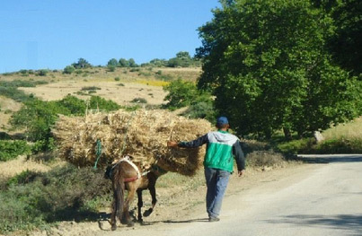 موسم الحصاد بقرية لعسارة.. خصوصيات محلية بارزة