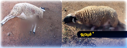 الكلاب الضالة تتسبب في مجزرة بشعة في قطيع كبير من الماشية الكلاب الضالة تتسبب في مجزرة بشعة في قطيع كبير من الماشية