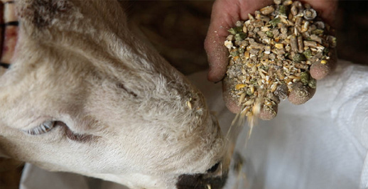 تسمين أكباش بفضلات الدجاج يفقد ثقة عدد من المغاربة في “الكسابة” تسمين أكباش بفضلات الدجاج يفقد ثقة عدد من المغاربة في “الكسابة”