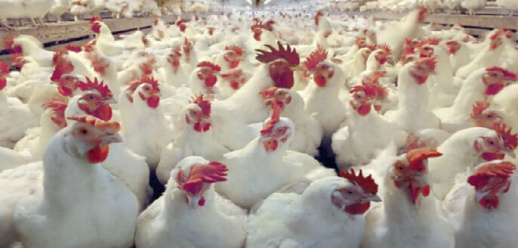 أياما قليلة قبل رمضان.. أسعار الدواجن تثير خوف المغاربة أياما قليلة قبل رمضان.. أسعار الدواجن تثير خوف المغاربة