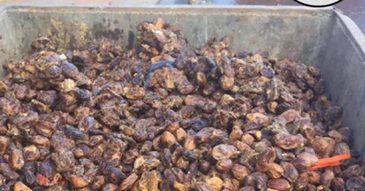 الدرك يحجز أطنانا من التمور الفاسدة الدرك يحجز أطنانا من التمور الفاسدة