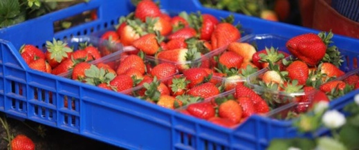 السلطات الصحية بأوروبا تحذر من الفراولة المغربية لاحتوائها على فيروس السلطات الصحية بأوروبا تحذر من الفراولة المغربية لاحتوائها على فيروس