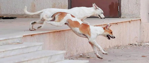 مواطنة تطالب بتعويض 10 ملايين سنتيم بعد تعرضها لهجوم من كلاب ضالة مواطنة تطالب بتعويض 10 ملايين سنتيم بعد تعرضها لهجوم من كلاب ضالة