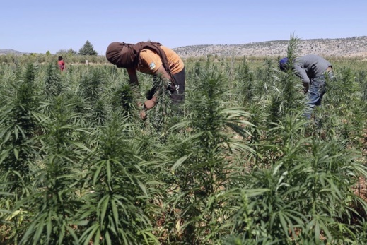 بشكل قانوني.. حصد 294 طنا من القنب الهندي بالمغرب بشكل قانوني.. حصد 294 طنا من القنب الهندي بالمغرب