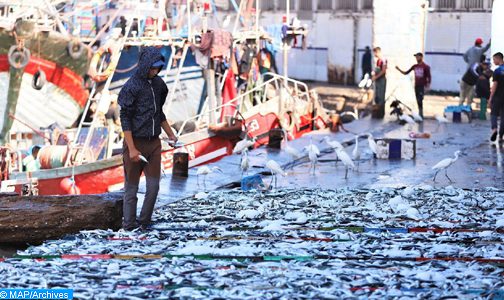 903 طن من الأسماك تم صيدها خلال شهرين بالناظور وقيمتها وصلت إلى أزيد من 41 مليون درهم