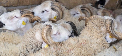 المغرب يشرع في عملية ترقيم أغنام عيد الأضحى المغرب يشرع في عملية ترقيم أغنام عيد الأضحى