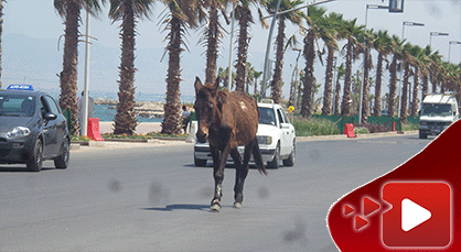مدينة ولا زريبة.. بغل حر طليق يتجول إلى جانب المارة بالكورنيش ويمر أمام عمالة الناظور