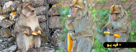 تراجع الوافدين على غابة "كوروكو" يهدد القردة بسبب نقص الغذاء 