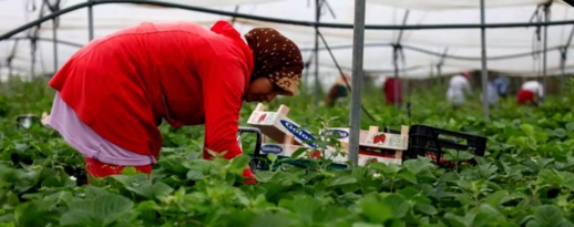 عدد العاملات المغربيات في حقول الفراولة الاسبانية يسجل ارتفاعا