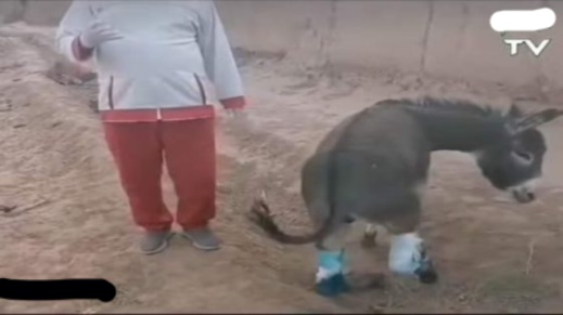 اعتقال معتدي على حمار ووكيل الملك يقرر هذا اعتقال معتدي على حمار ووكيل الملك يقرر هذا