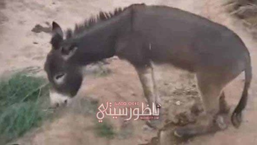 اعتقال معتدي على حمار ووكيل الملك يقرر هذا