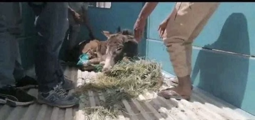شاهد.. الحمار المعتدى عليه يُنقل إلى مراكش لتلقي العلاج شاهد.. الحمار المعتدى عليه يُنقل إلى مراكش لتلقي العلاج