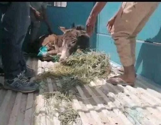 شاهد.. الحمار المعتدى عليه يُنقل إلى مراكش لتلقي العلاج شاهد.. الحمار المعتدى عليه يُنقل إلى مراكش لتلقي العلاج