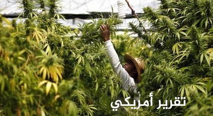 المغرب يحل في صدارة منتجِي القنب الهندي ومهربيه حول العالم