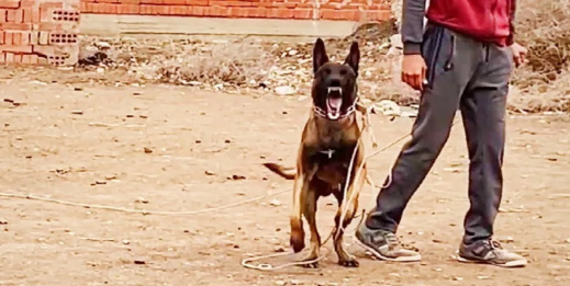 دركي يطلق الرصاص على كلب لإنقاذ قاصر مختطفة دركي يطلق الرصاص على كلب لإنقاذ قاصر مختطفة
